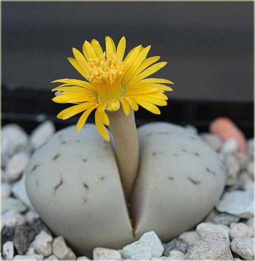 Żywe kamienie żółty kwiat Lithops pseudotruncatella