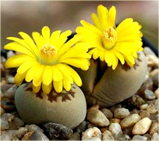 Żywe kamienie żółty kwiat Lithops pseudotruncatella