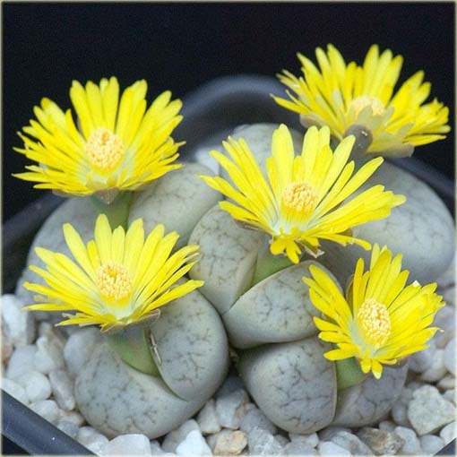 Żywe kamienie żółty kwiat Lithops pseudotruncatella