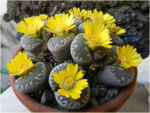 Żywe kamienie żółty kwiat Lithops pseudotruncatella