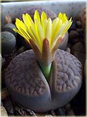 Żywe kamienie żółty kwiat Lithops pseudotruncatella
