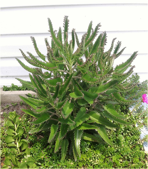 Żyworódka, płodnolist, kalanchoe życiodaja roślina