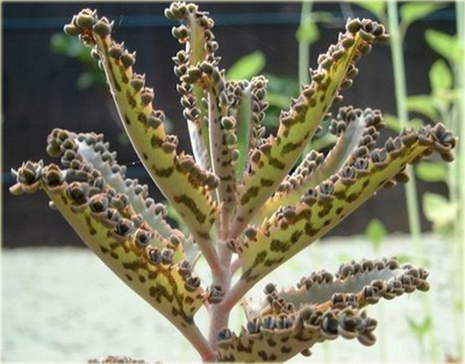 Żyworódka, płodnolist, kalanchoe życiodaja roślina