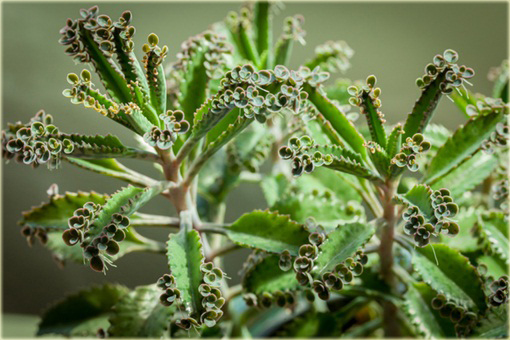 Żyworódka, płodnolist, kalanchoe życiodaja roślina