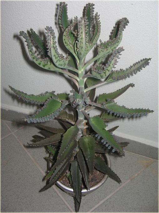 Żyworódka, płodnolist, kalanchoe życiodaja roślina