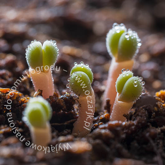 Nasiona Żywe kamienie Lithops pseudotruncatella