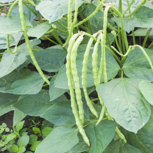Fasola Black Eyed Beans, Phaseolus coccineus, Sugar Beans