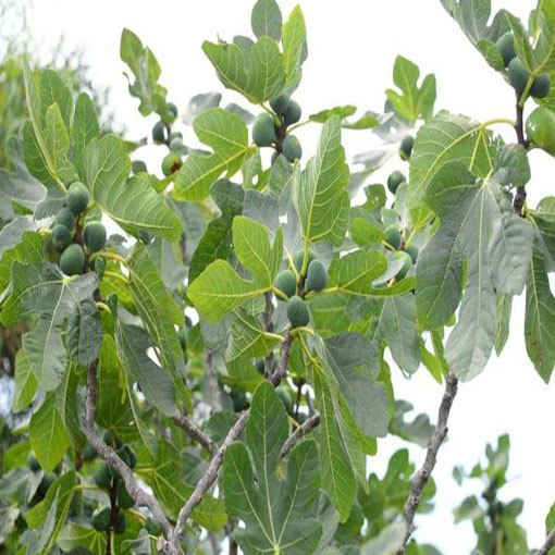 Figa pospolita figowiec, Ficus carica