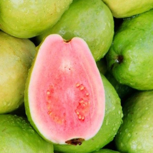 Gujawa pospolita Guava, Psidium guajava
