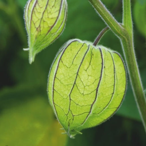 Miechunka peruwiańska gooseberry,Physalis peruviana