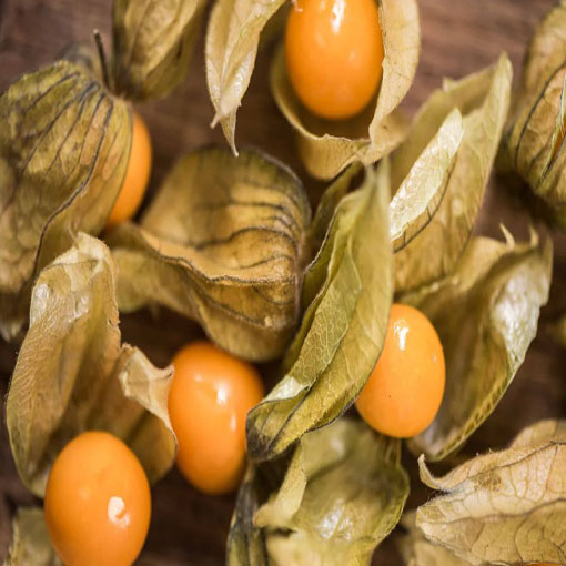 Miechunka peruwiańska gooseberry,Physalis peruviana
