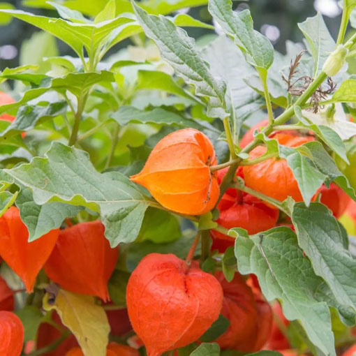 Miechunka peruwiańska gooseberry,Physalis peruviana