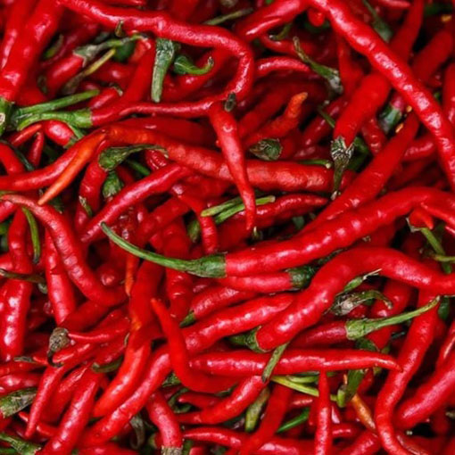Papryka Cayenne Peppers b.ostra, Capsicum annuum