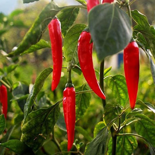 Papryka Cayenne Peppers b.ostra, Capsicum annuum