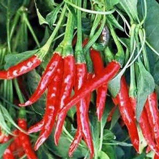 Papryka Cayenne Peppers b.ostra, Capsicum annuum
