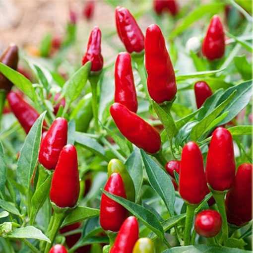 Papryka Thai Red Chilli ostra, Capsicum annuum