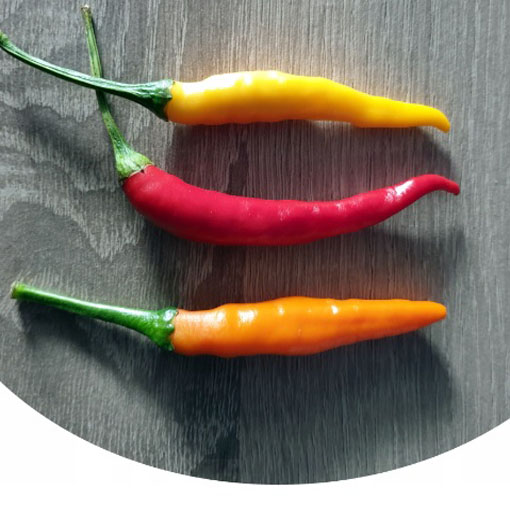 Papryka Thai Red Chilli ostra, Capsicum annuum