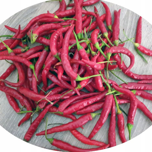 Papryka Thai Red Chilli ostra, Capsicum annuum