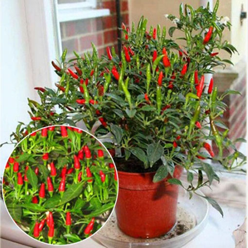 Papryka Thai Red Chilli ostra, Capsicum annuum