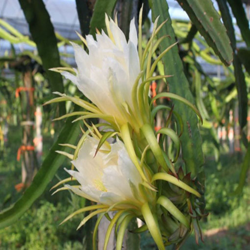 Smoczy owoc Pitaja Dragon fruit, Pitahaya, Hylocereus undatus