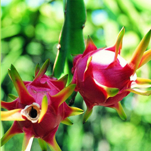 Smoczy owoc Pitaja Dragon fruit, Pitahaya, Hylocereus undatus