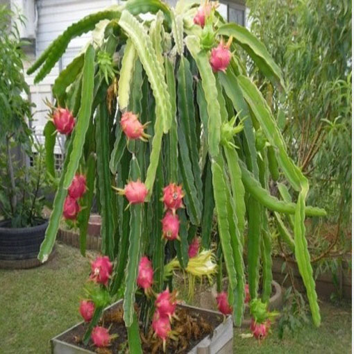 Smoczy owoc Pitaja Dragon fruit, Pitahaya, Hylocereus undatus
