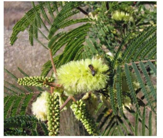 Albicja żółta Albizia, Albizia lophanta