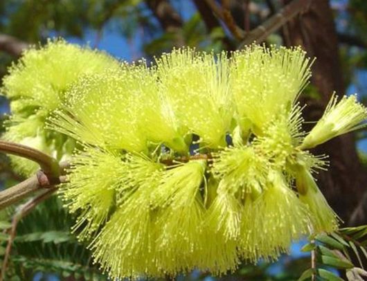 Albicja żółta Albizia, Albizia lophanta