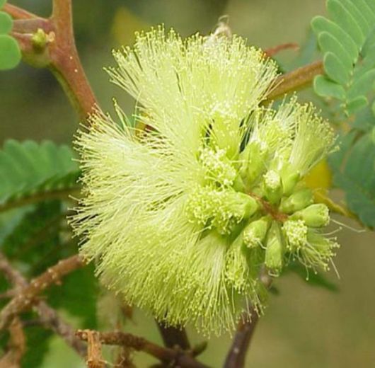 Albicja żółta Albizia, Albizia lophanta