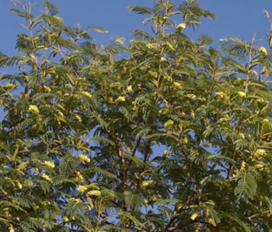 Albicja żółta Albizia, Albizia lophanta