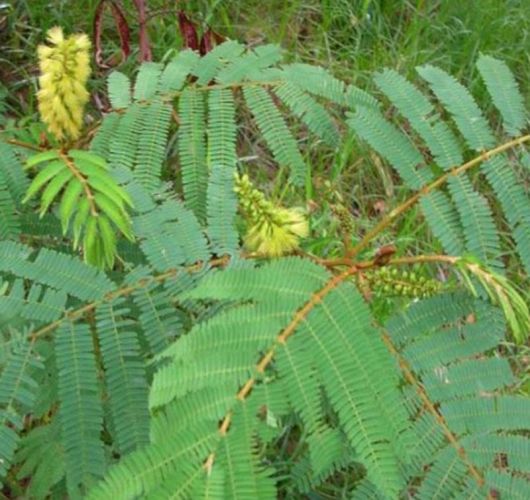 Albicja żółta Albizia, Albizia lophanta
