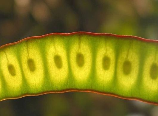 Albicja żółta Albizia, Albizia lophanta