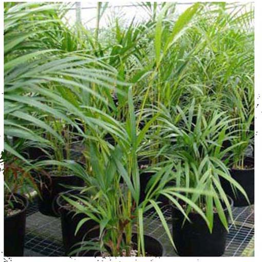 Areka żółtawa Chrysalidocarpus, Chrysalidocarpus lutescens