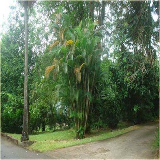 Areka żółtawa Chrysalidocarpus, Chrysalidocarpus lutescens