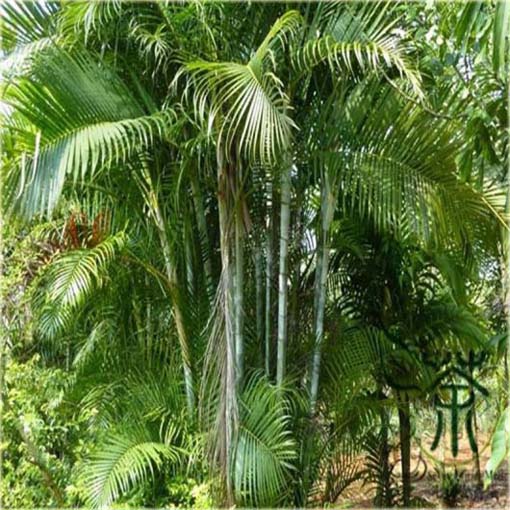 Areka żółtawa Chrysalidocarpus, Chrysalidocarpus lutescens