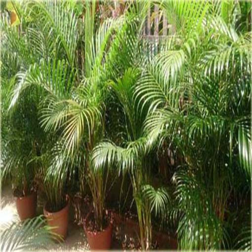 Areka żółtawa Chrysalidocarpus, Chrysalidocarpus lutescens