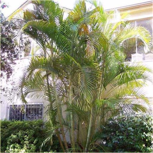 Areka żółtawa Chrysalidocarpus, Chrysalidocarpus lutescens