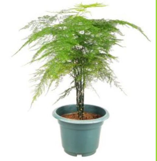 Asparagus pierzasty Asparagus, Asparagus plumosus var. nanus