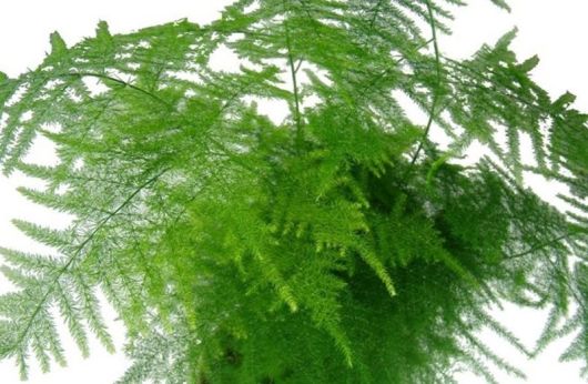 Asparagus pierzasty Asparagus, Asparagus plumosus var. nanus