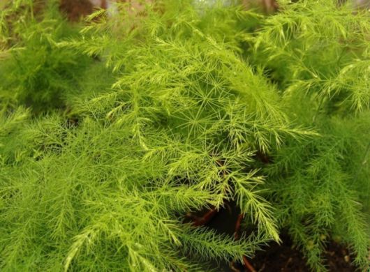 Asparagus pierzasty Asparagus, Asparagus plumosus var. nanus