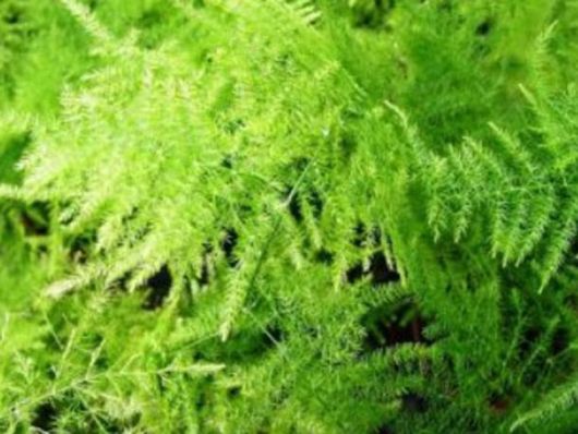 Asparagus pierzasty Asparagus, Asparagus plumosus var. nanus