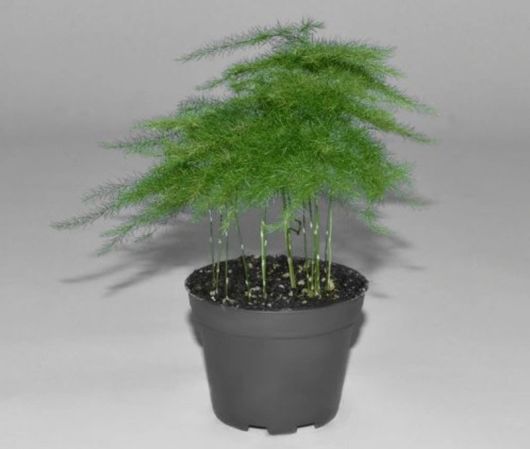Asparagus pierzasty Asparagus, Asparagus plumosus var. nanus