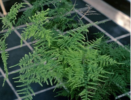 Asparagus pierzasty Asparagus, Asparagus plumosus var. nanus