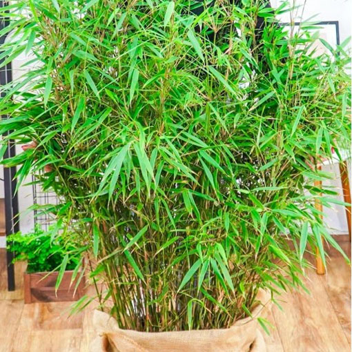 Bambus mrozoodporny, Phyllostachys pubescens