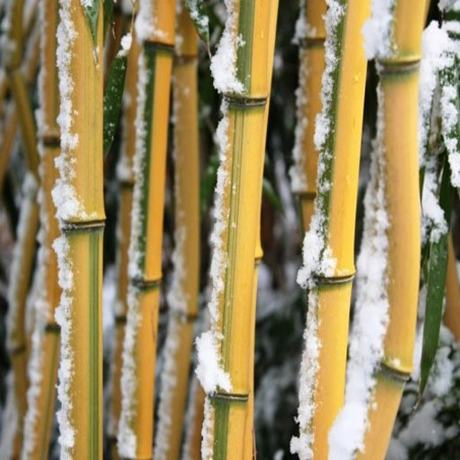 Bambus mrozoodporny, Phyllostachys pubescens