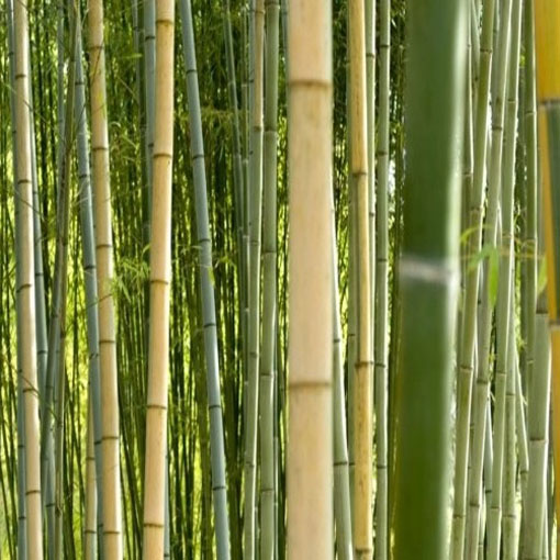 Bambus mrozoodporny, Phyllostachys pubescens