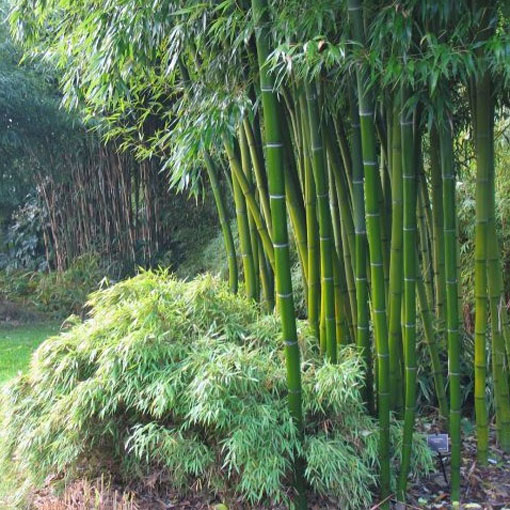 Bambus mrozoodporny, Phyllostachys pubescens