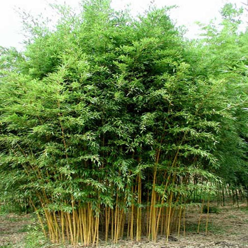 Bambus mrozoodporny, Phyllostachys pubescens