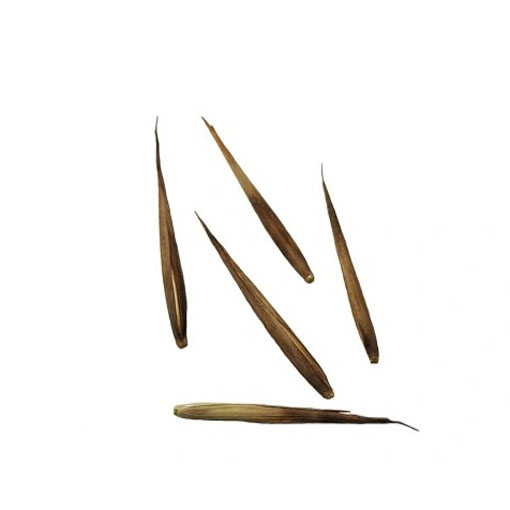 Bambus mrozoodporny, Phyllostachys pubescens