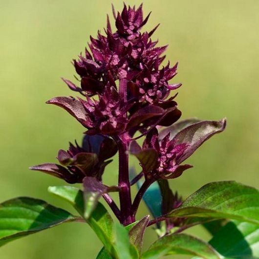 nasiona Bazylia tajska zielona Basil 